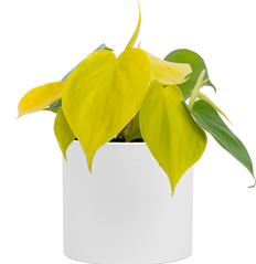 Philodendron Hederaceum 'Lemon Lime' | Neon Heartleaf Philodendron (S)