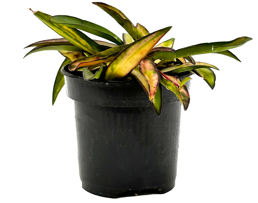 Hoya Wayetii Variagata | Wax Plant (S)