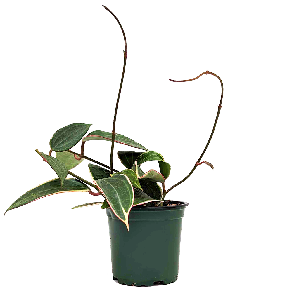 Hoya Macrophylla | Latifolia Variegata | Wax Plant (S)