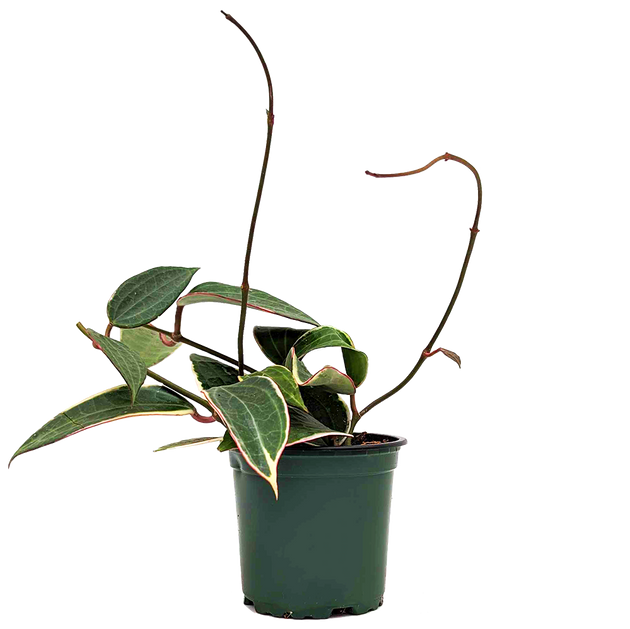 Hoya Latifolia Variegata | Wax Plant | 4