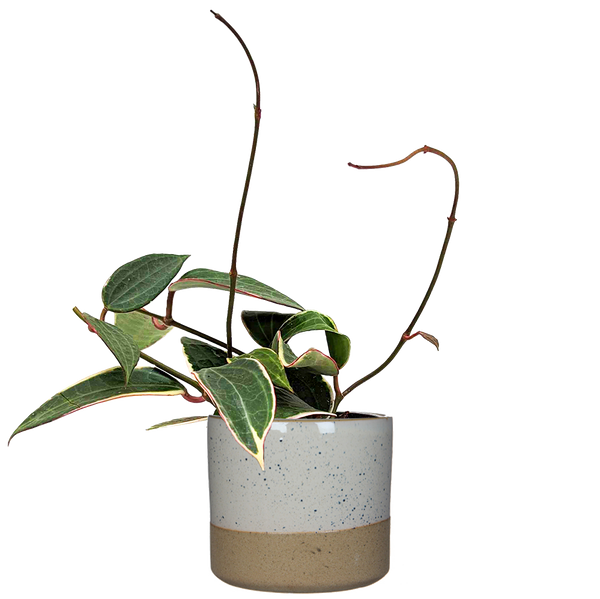 Hoya Latifolia Variegata | Wax Plant | 4