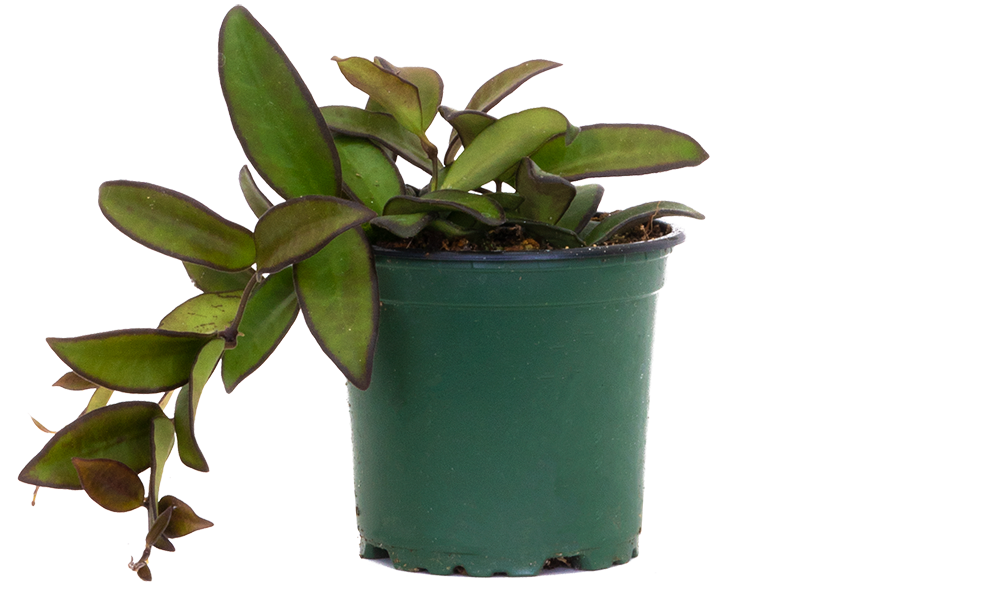 Hoya Rosita | Wax Plant (S)