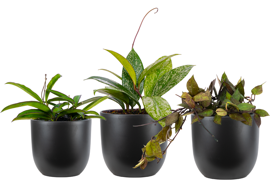 Hoya Trio - Assorted (S) | With Black Pots