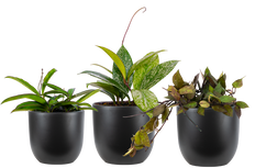 Hoya Trio - Assorted (S) | With Black Pots