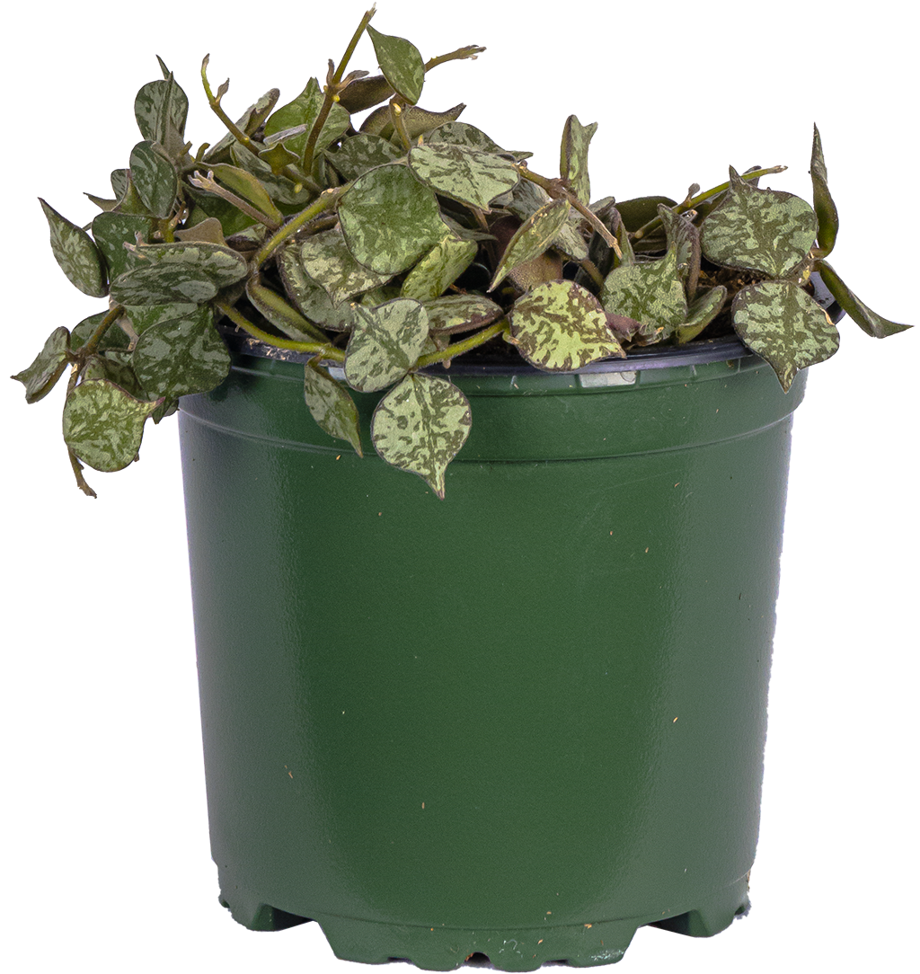 Hoya Curtisii  | Porcelain flower (S)