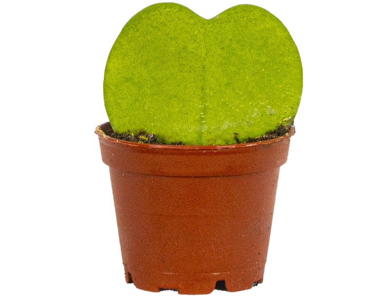 Heartleaf Hoya (XS)