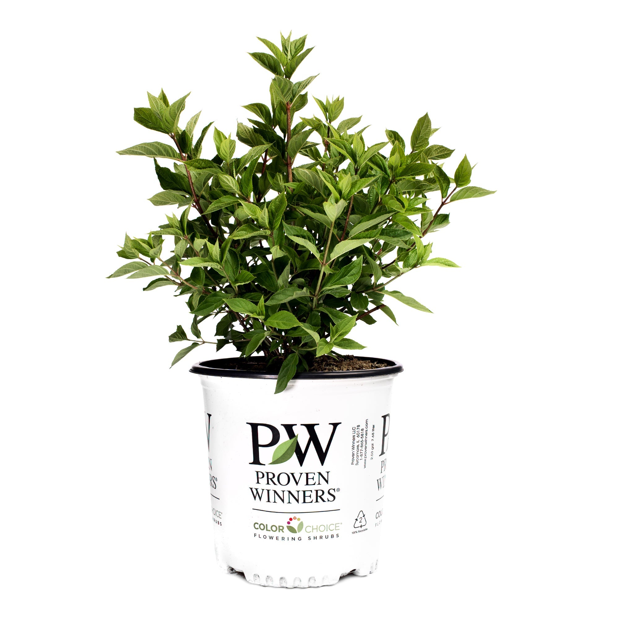 Proven Winners Hydrangea Paniculata Little Lime Punch
