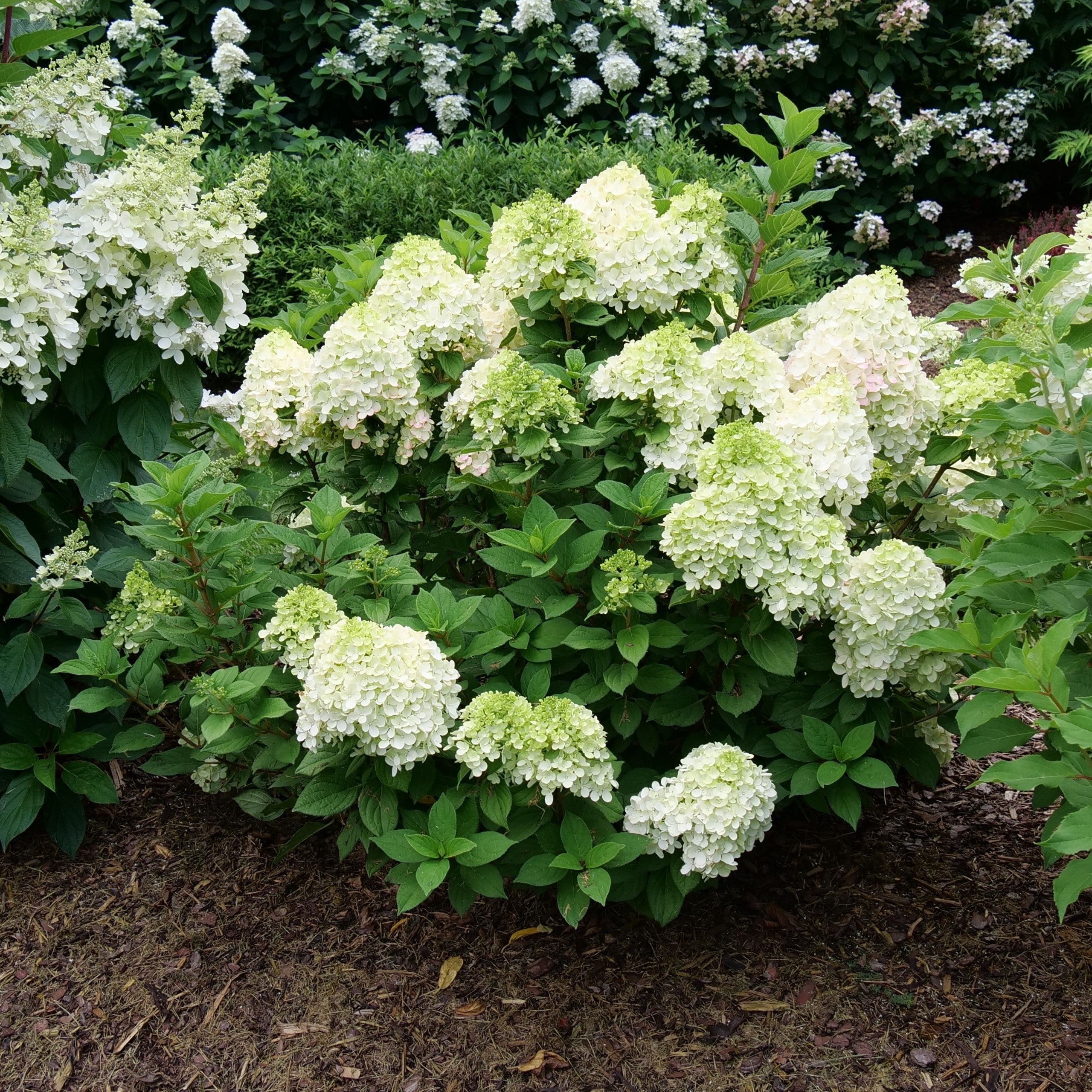 Proven Winners Hydrangea Paniculata Little Lime Punch - Thumbnail 2