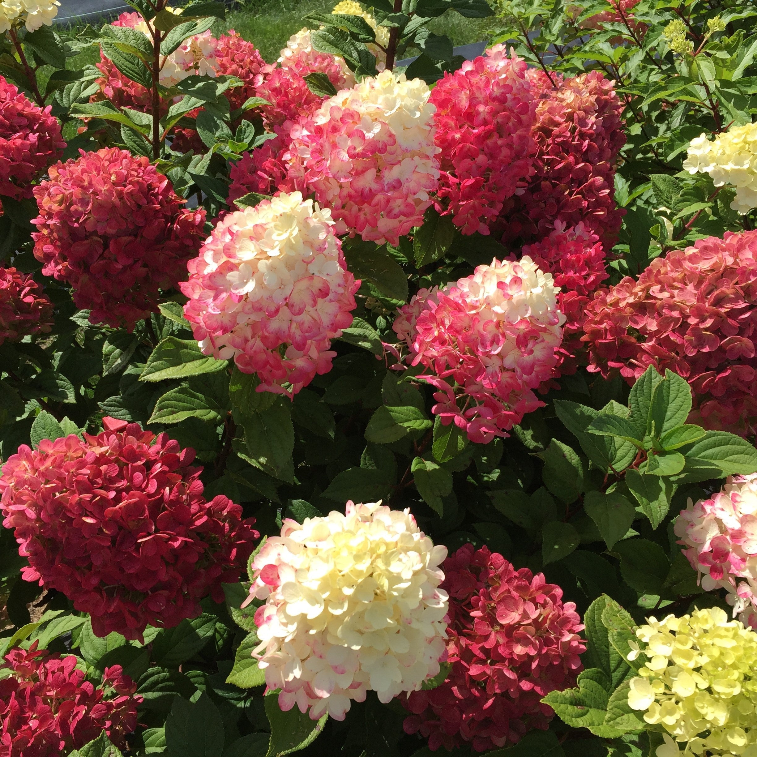Proven Winners Hydrangea Paniculata Little Lime Punch - Thumbnail 3