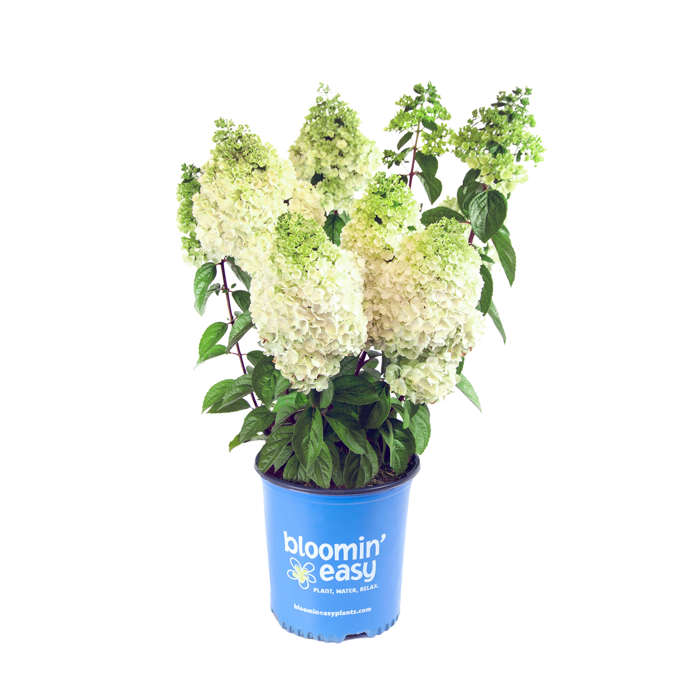 Moonrock® | Hydrangea Paniculata (L)