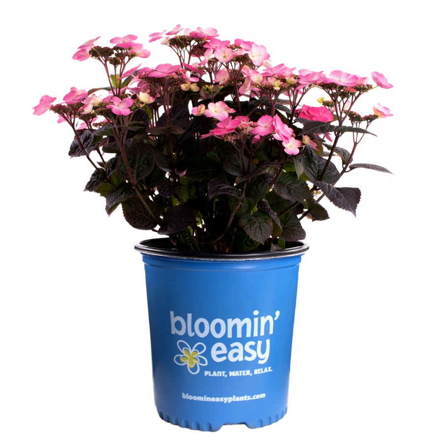 Pink Dynamo™ | Hydrangea Serrata (L)