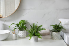 Assorted Baby Plant (XS)