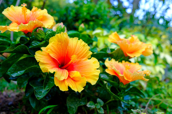 Hibiscus Low Bush | 10