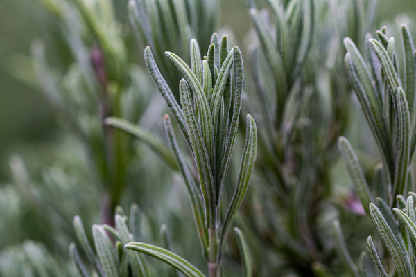 Rosemary Upright | 6