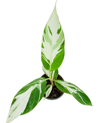 Musa Ae Ae Hawaiian Variegated | Banana Plant (M) inspiratie 3