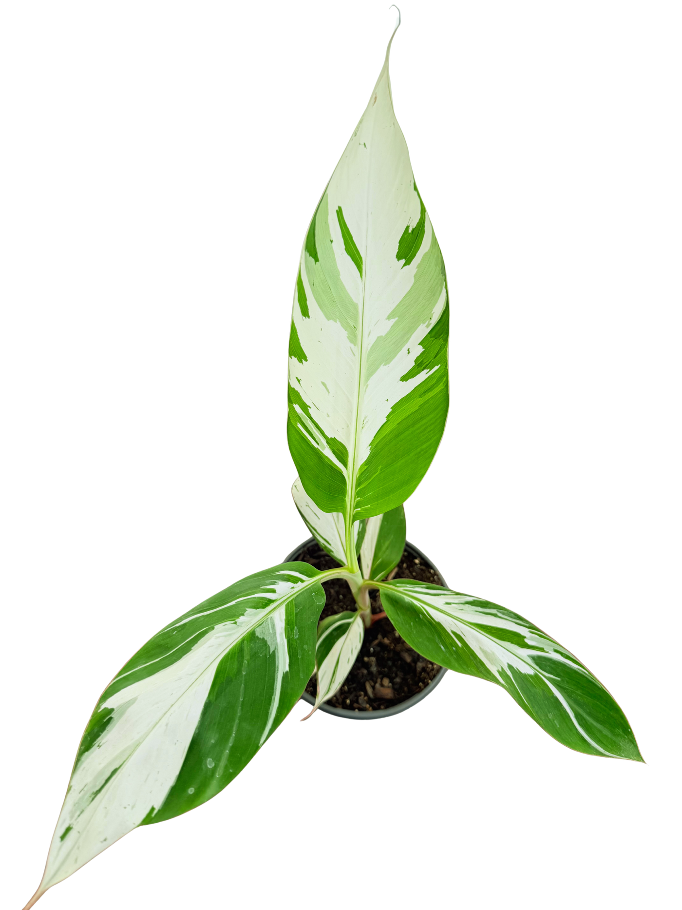 Musa Ae Ae Hawaiian Variegated | Banana Plant (M) inspiratie 3