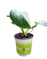 Monstera Albo | Variegated Plant (S) inspiratie 1