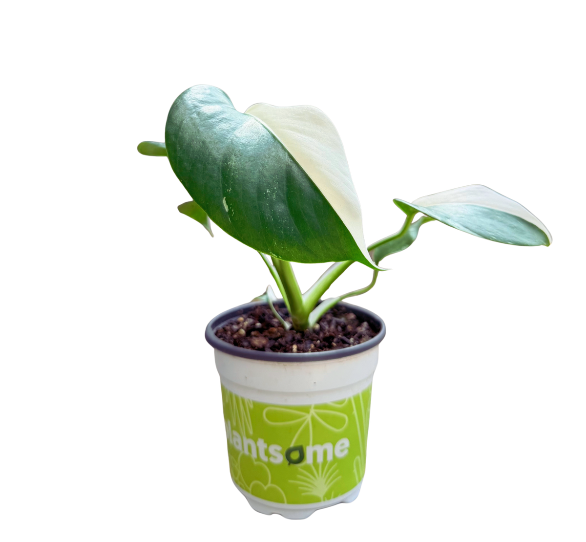 Monstera Albo | Variegated Plant (S) inspiratie 1