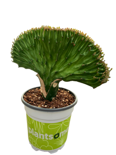 Mermaid Tail Cactus | Euphorbia lactea Cristata (Assorted) (S)