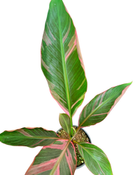 Musa Nono Pink Variegated | Banana Plant (M) inspiratie 3