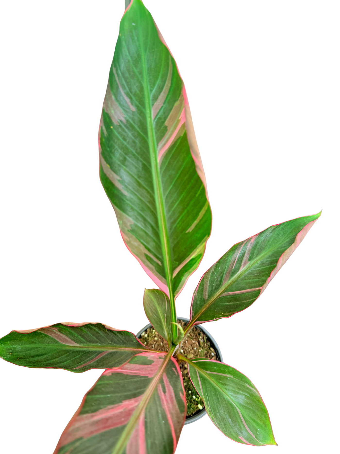 Musa Nono Pink Variegated | Banana Plant (M) inspiratie 3