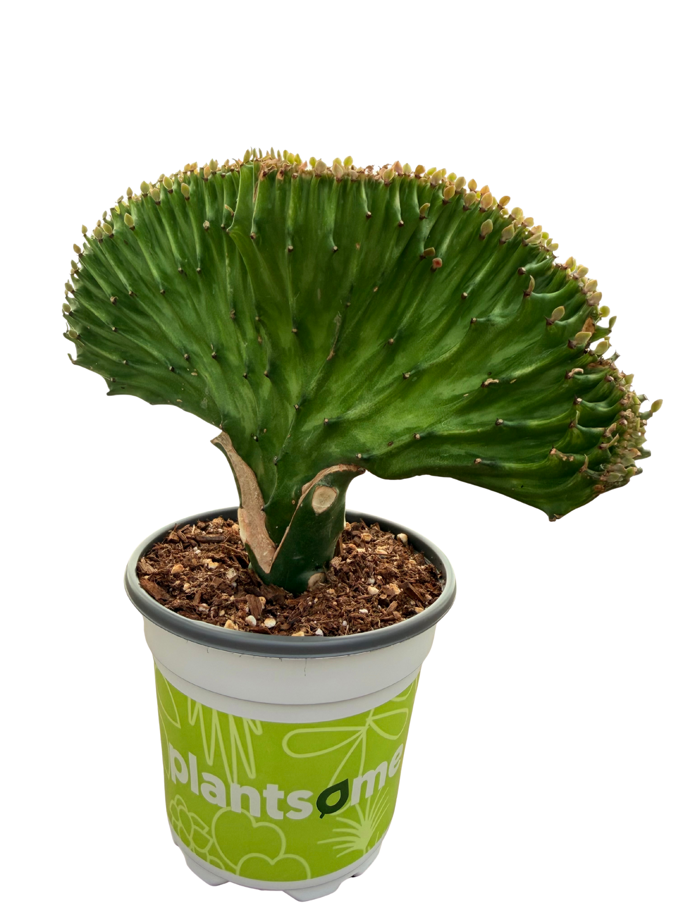 Mermaid Tail Cactus | Euphorbia lactea Cristata (Assorted) (S)