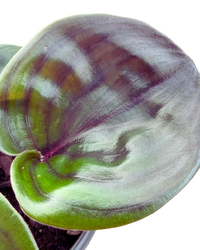 Geogenanthus Ciliatus Midnight Pearl | Geo Plant (S) inspiratie 2