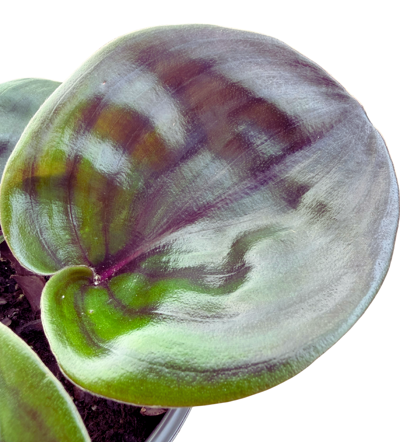 Geogenanthus Ciliatus Midnight Pearl | Geo Plant (S) inspiratie 2