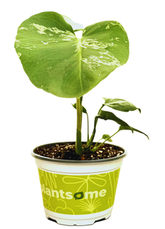 Monstera Vietciosa Variegated Plant (M)