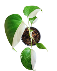 Monstera Albo | Variegated Plant (S) inspiratie 2