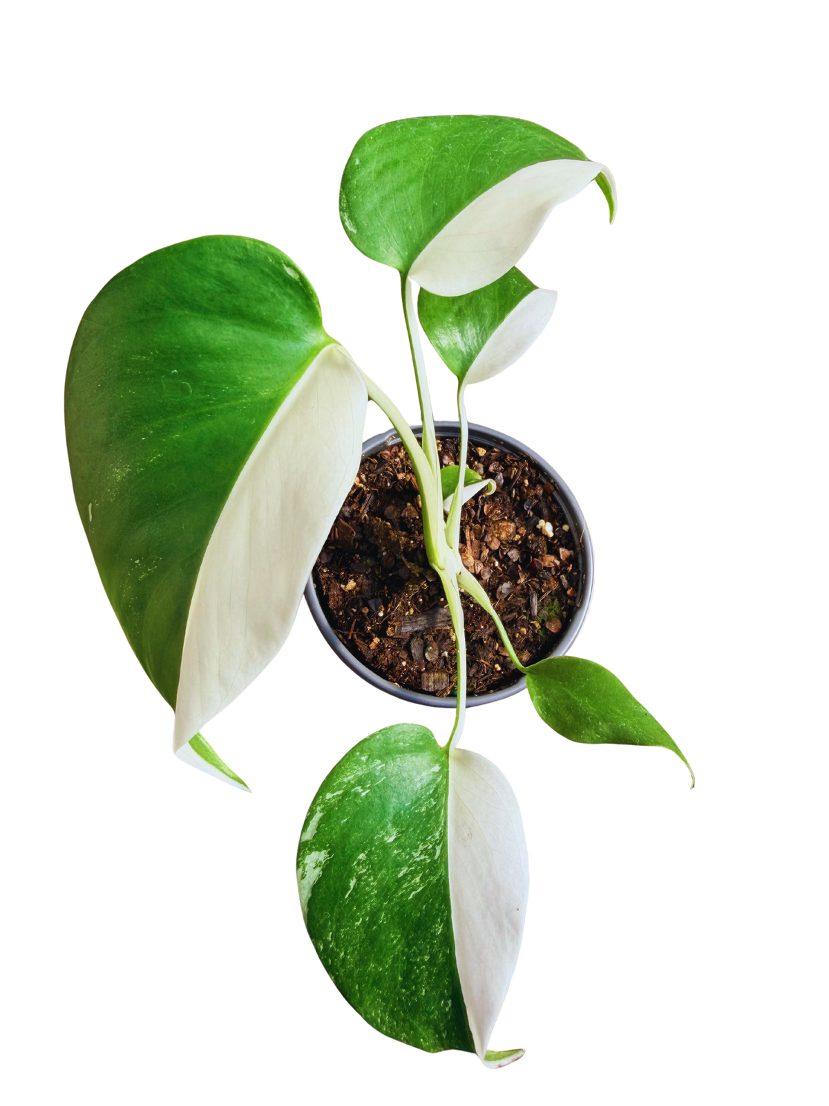 Monstera Albo | Variegated Plant (S) inspiratie 2