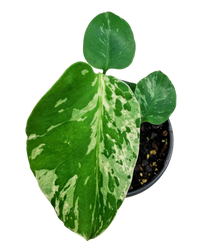 Monstera Bulbasaur Variegated Plant (S) inspiratie 1