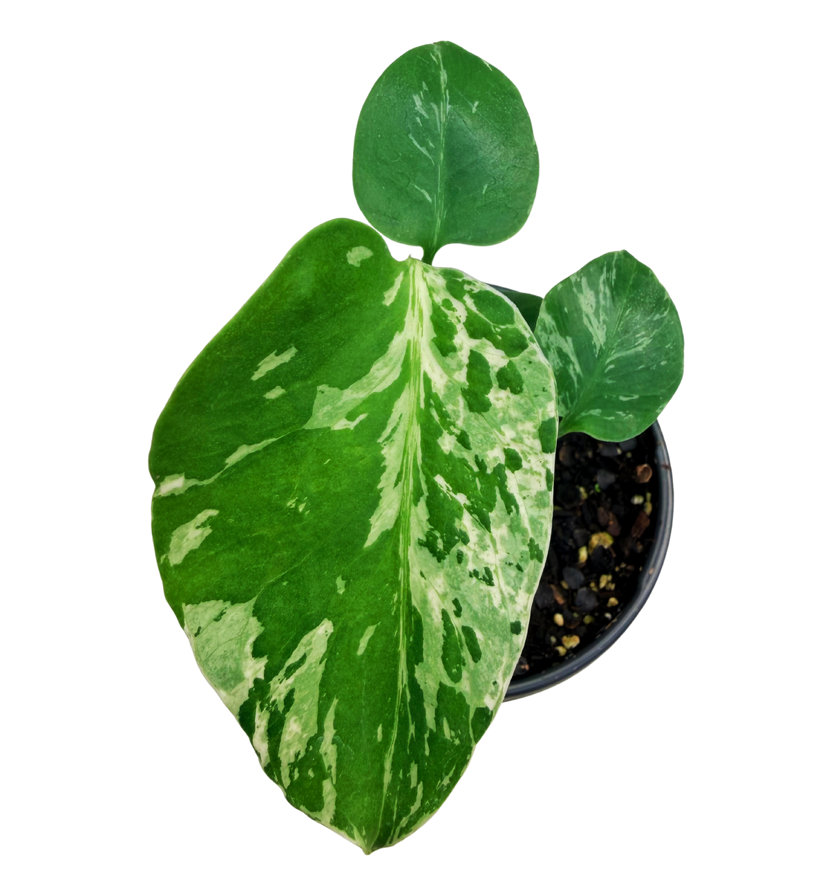 Monstera Bulbasaur Variegated Plant (S) inspiratie 1