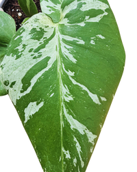 Monstera Deliciosa Vietciosa Variegated Plant (M) inspiratie 1