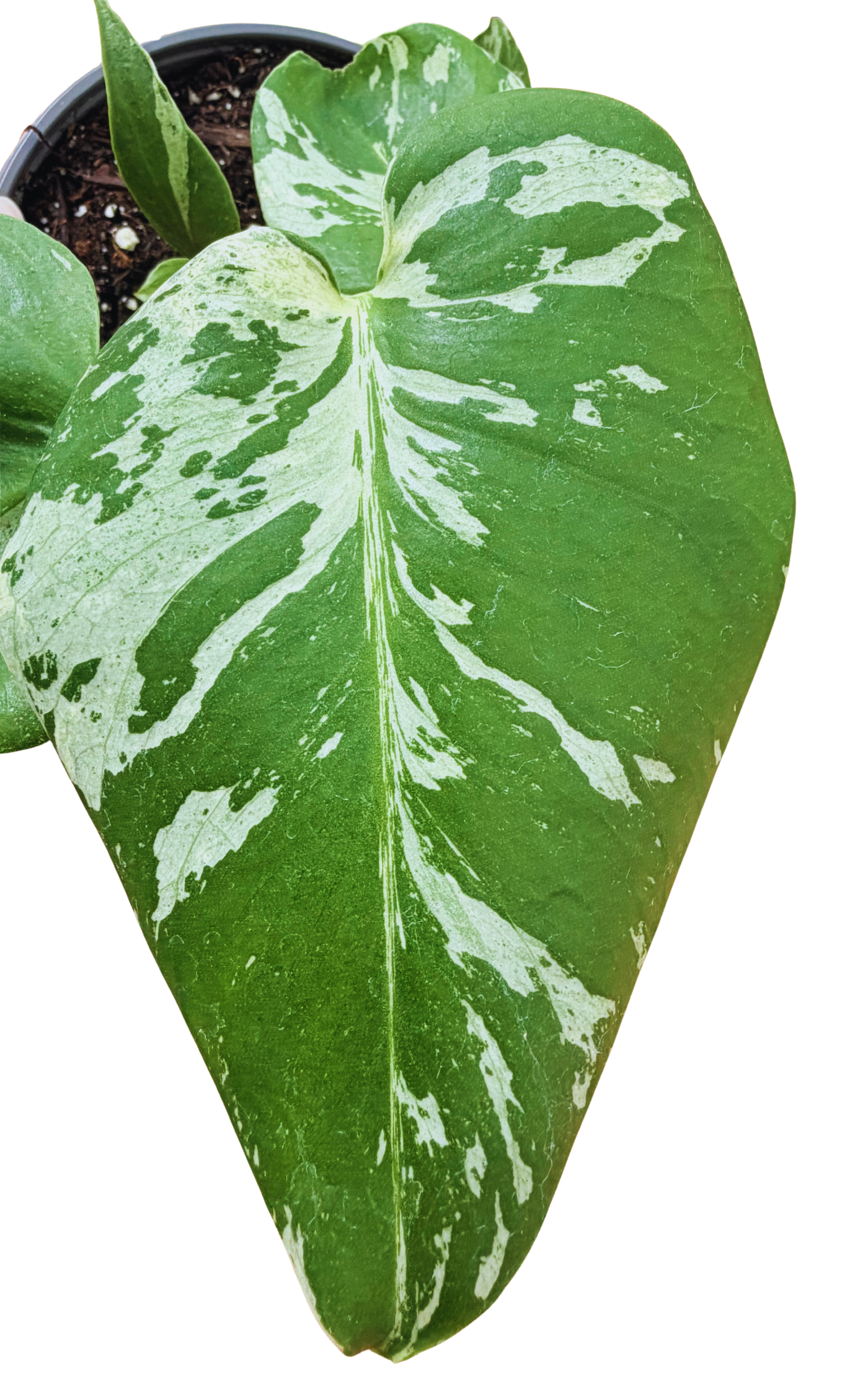 Monstera Deliciosa Vietciosa Variegated Plant (M) inspiratie 1