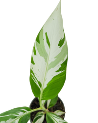 Musa Ae Ae Hawaiian Variegated | Banana Plant (M) inspiratie 2