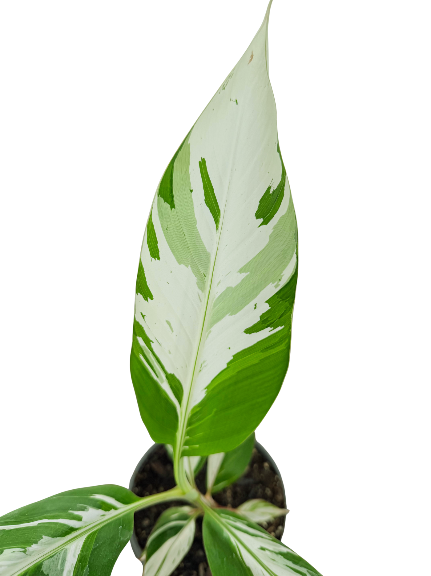 Musa Ae Ae Hawaiian Variegated | Banana Plant (M) inspiratie 2