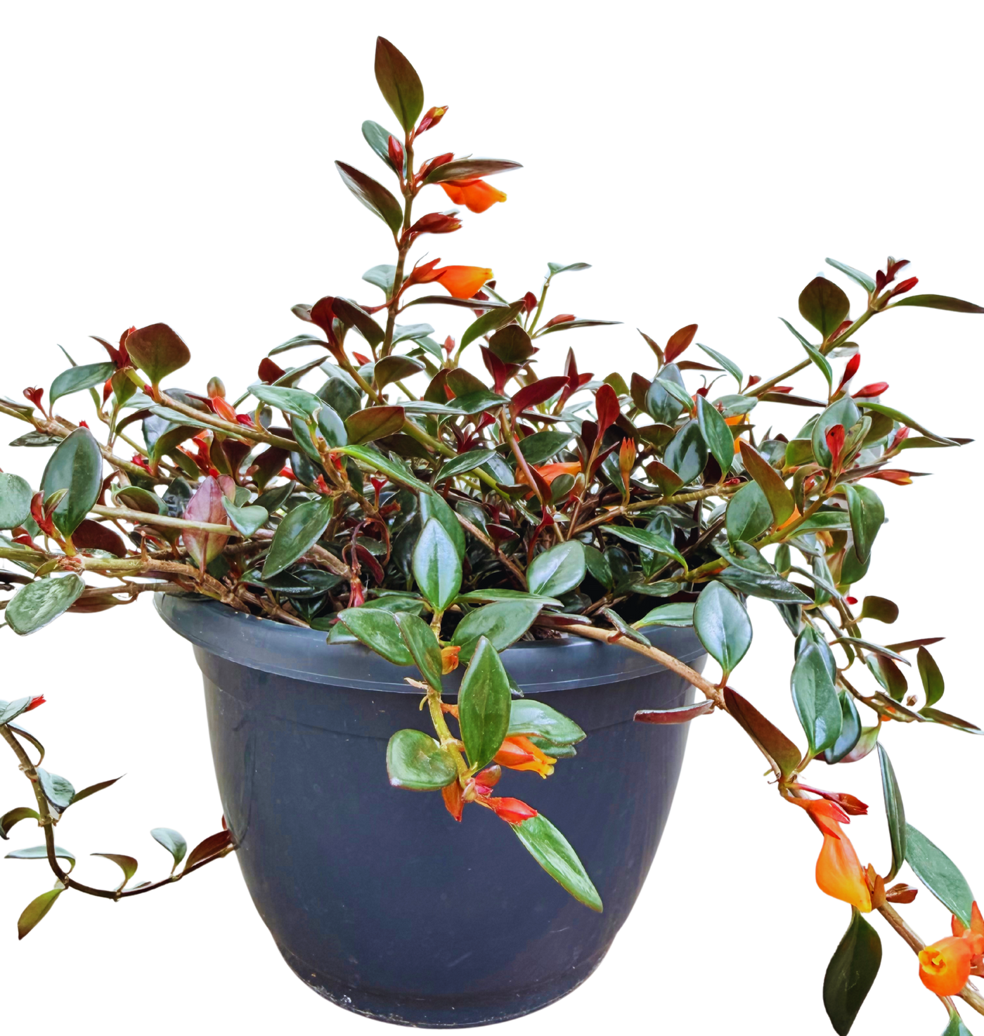 Nematanthus Black Gold | Goldfish Plant (L)