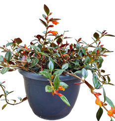 Nematanthus Black Gold | Goldfish Plant (L)