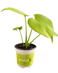 Monstera Deliciosa All Golden | Golden Monstera (S) inspiratie 2