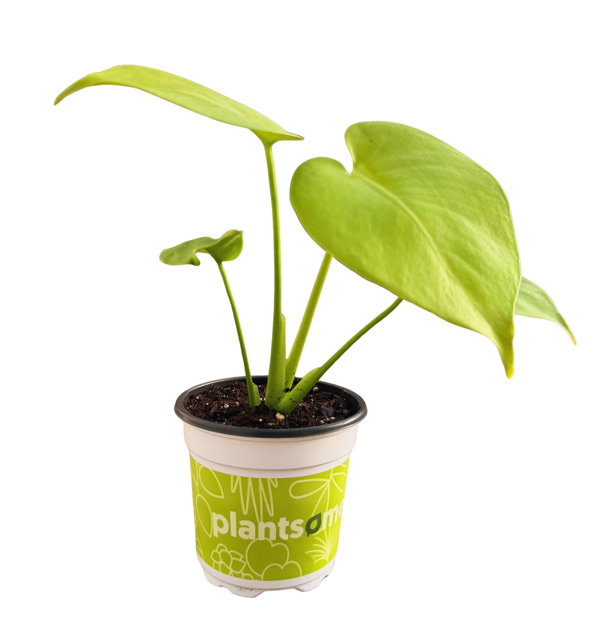 Monstera Deliciosa All Golden | Golden Monstera (S) inspiratie 2