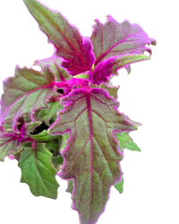 Purple Passion Plant | Gynura aurantica (S) inspiratie 2