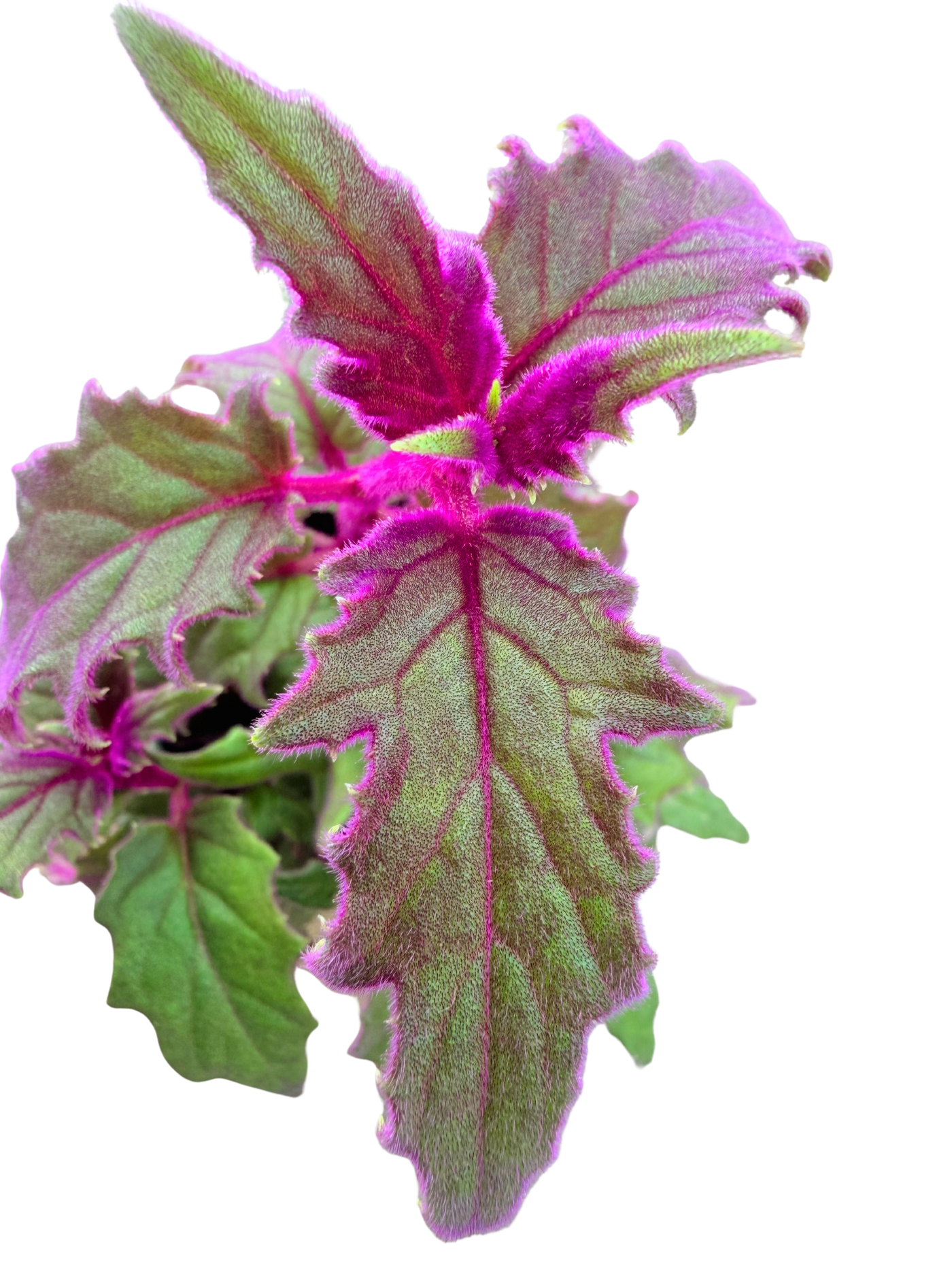 Purple Passion Plant | Gynura aurantica (S) inspiratie 2