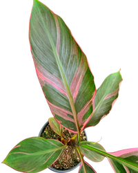 Musa Nono Pink Variegated | Banana Plant (M) inspiratie 2