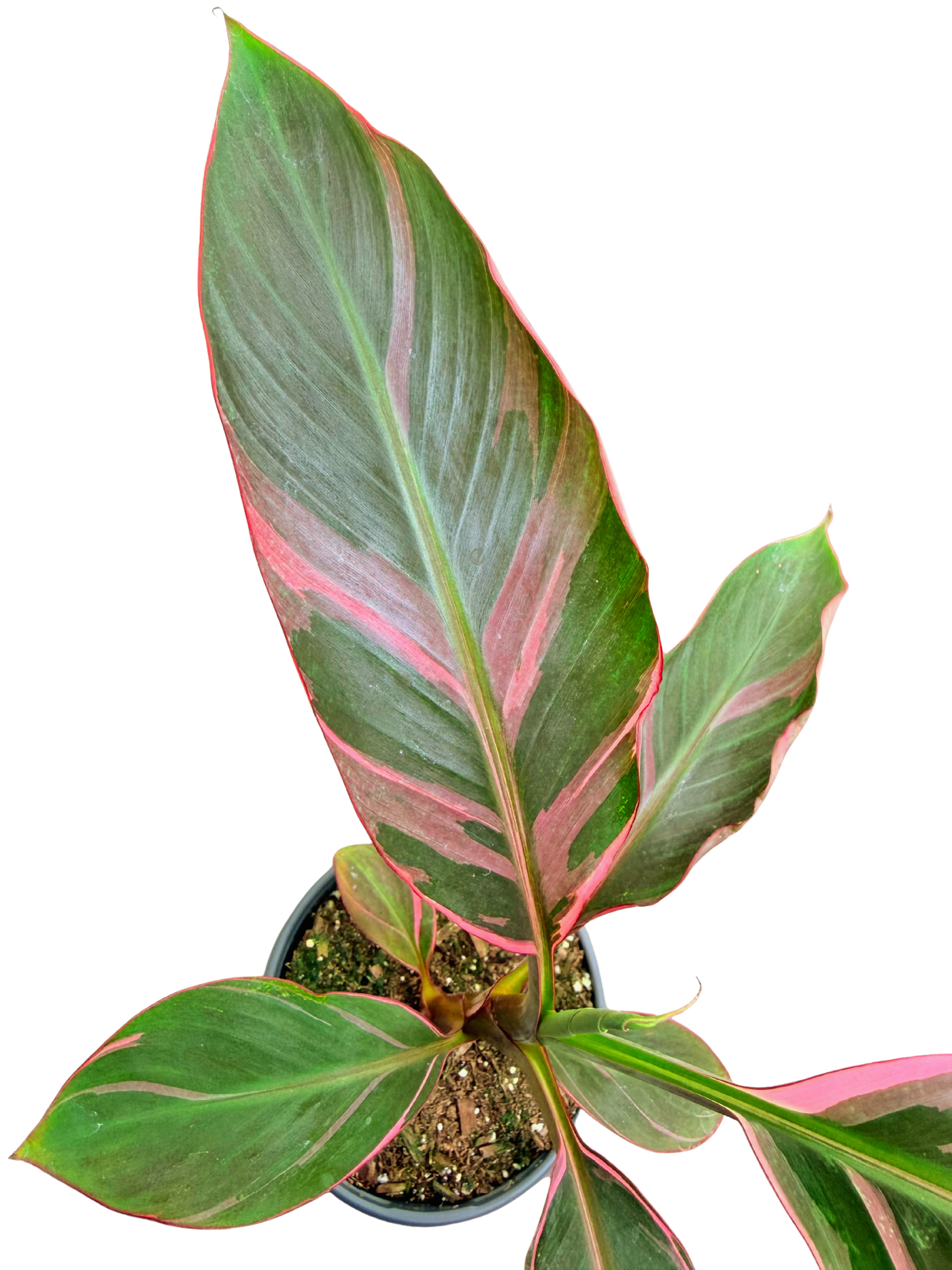 Musa Nono Pink Variegated | Banana Plant (M) inspiratie 2