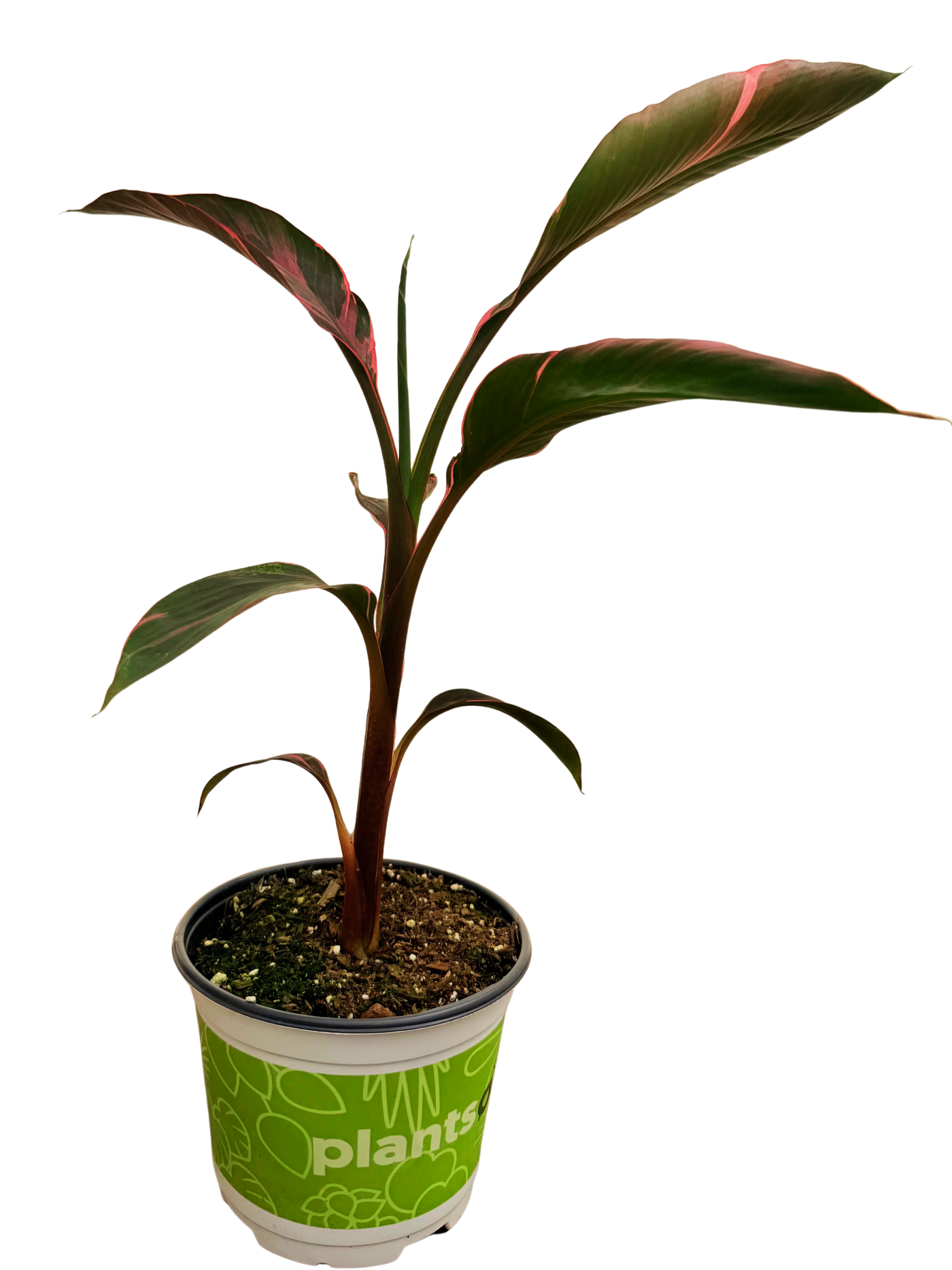 Musa Nono Pink Variegated | Banana Plant (M)