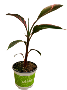 Musa Nono Pink Variegated | Banana Plant (M)