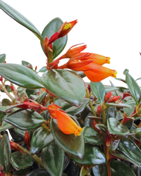 Nematanthus Black Gold | Goldfish Plant (L) inspiratie 1