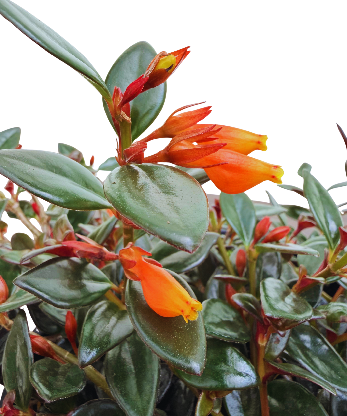 Nematanthus Black Gold | Goldfish Plant (L) inspiratie 1
