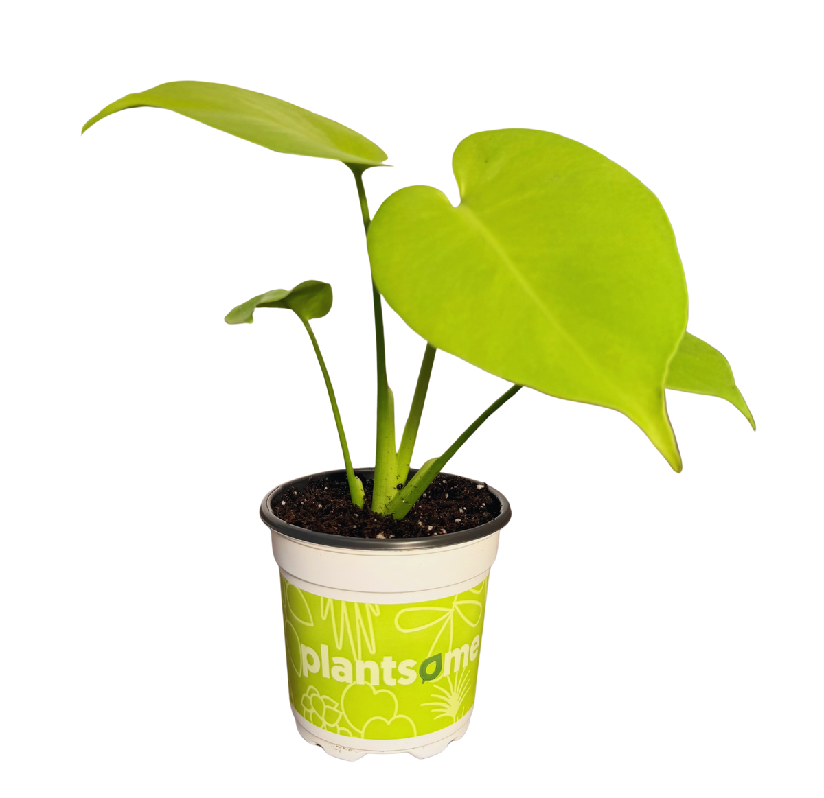 Monstera Deliciosa All Golden | Golden Monstera (S)